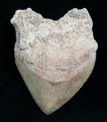 Squalicorax Fossil Shark Tooth - Morocco #7740